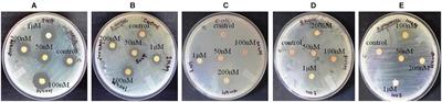 Effect of the Histone Methyltransferase Specific Probe BRD4770 on Metabolic Profiling of the Endophytic Fungus Diaporthe longicolla